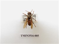 藏品(黃腰虎頭蜂)的圖片